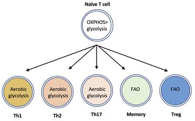 mTOR Regulation of Glycolytic Metabolism in T Cells